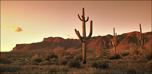 Saguaro cactus at dusk, Apache Junction, AZ